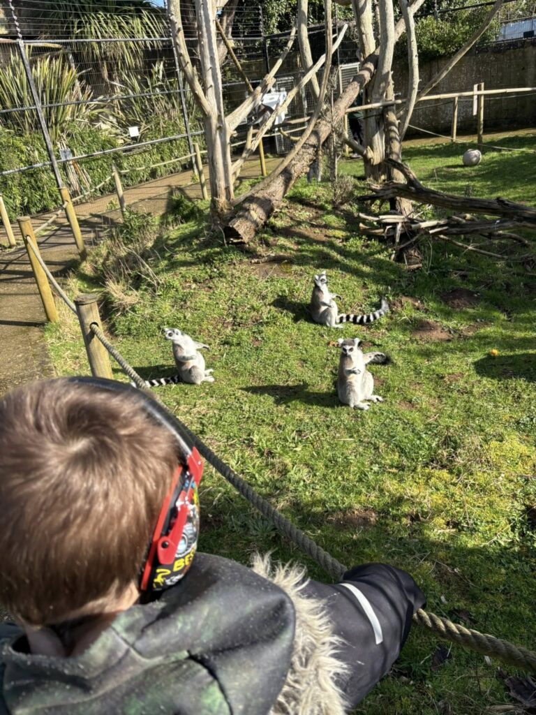 j lemurs